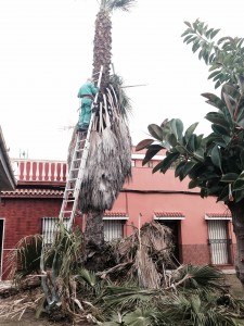 Poda zona hospital