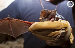 562.5 The European Free-tailed Bat