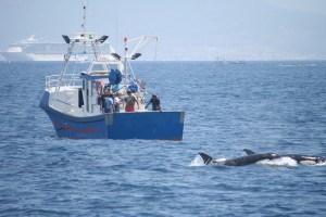 Orca estrecho CIRCE D.A.