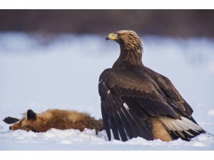 Golden Eagle on Fox Carcass