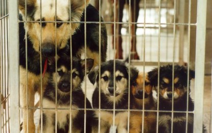 El Partido Comunista aplaude la actuación del SEPRONA en la perrera de Los Barrios