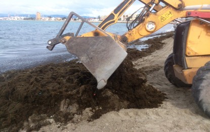 Acometida la limpieza de la playa de Poniente tras la llegada de gran cantidad de algas