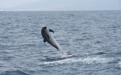 Gibraltar participará en el estudio de los cetáceos en aguas del Peñón que lidera el ACCOBAMS
