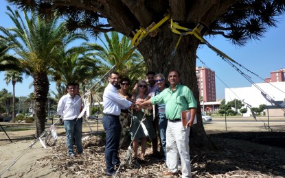 Culminada oficialmente la donación del drago centenario a la ciudad de La Línea