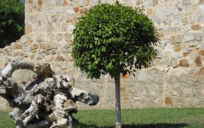 El PSOE pedirá el informe de la bióloga obligatorio para haber quitado el árbol homenaje a Villalba