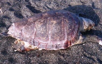 El dispositivo de limpieza de playas halla restos de cetáceos y una gran tortuga