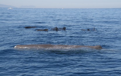 Identificadas 27 especies de Cetáceos en el sur peninsular y Marruecos
