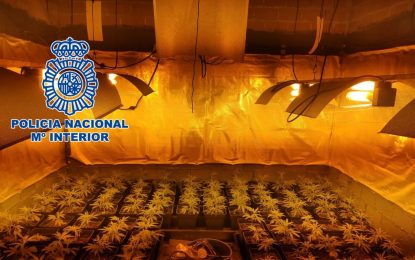 La Policía Nacional desmantela  en La Línea de la Concepción una plantación con más de 200 plantas de marihuana