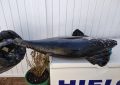 La temporada de pesca del atún rojo en Gibraltar se ha cerrado este martes