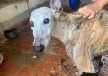 La Policía Local retira de una vivienda dos perros en pésimas condiciones y denuncia por maltrato animal a sus propietarios