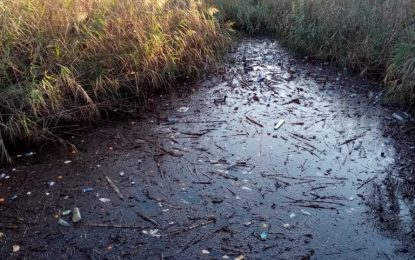 Verdemar Ecologistas en Acción denuncia el mal estado del Arroyo Negro en La Línea después de las lluvias