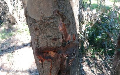 El Ayuntamiento investiga la autoría de los daños causados a dos árboles taladrados para colocar una barra de ejercicios