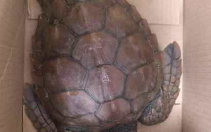 Playas rescata una tortuga boba varada en Torrenueva