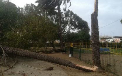 El fuerte temporal de levante provoca caídas de árboles y ramas y algunos desprendimientos de cornisas en varios puntos de la ciudad