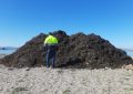 Playas ha retirado 75.000 kilos de algas acumuladas en el litoral de Poniente