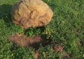 Ecologistas alertan de gran cantidad de piedras levantadas en Sierra Carbonera en La Línea y San Roque