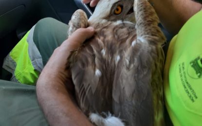 Operarios de Parques y Jardines rescatan a un águila culebrera que estaba siendo atacada por pavanas