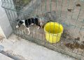 La Policía Local denuncia un criadero ilegal de perros de raza en pleno casco urbano