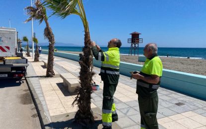 Iniciados los trabajos de poda y reposición de palmeras en el Paseo de Levante
