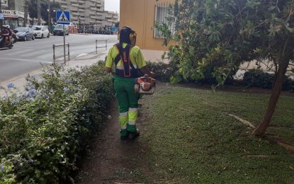 El Ayuntamiento adjudica por 124.000 euros un contrato de apoyo a la poda de arbolado y palmeras