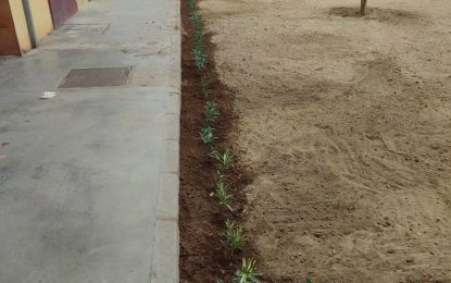 Parques y Jardines acomete la plantación de adelfas e instalación de riego en parterres de Mirasierra