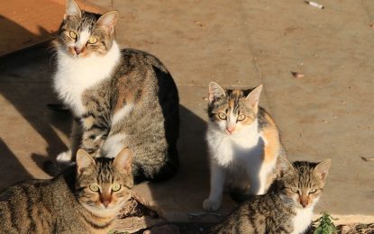 268 gatos de colonias felinas de la ciudad se han castrado desde que el Ayuntamiento aplicó el Método CER en octubre del pasado año