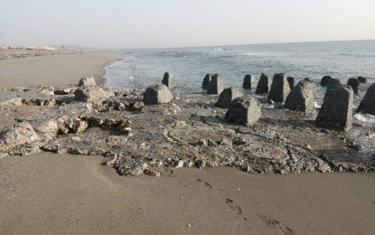 Operarios de Playas eliminan las gavillas de los “Dientes de Dragón” aparecidos en levante