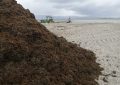 Playas retira 30 toneladas de algas depositadas en el litoral de Poniente a causa del temporal