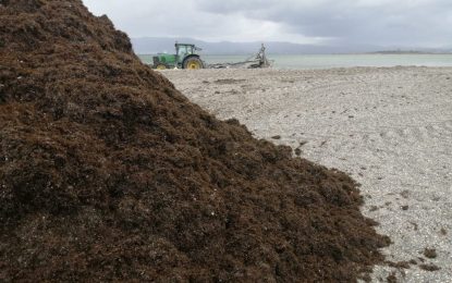 Playas retira 30 toneladas de algas depositadas en el litoral de Poniente a causa del temporal