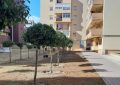 El Ayuntamiento trasplanta 26 naranjos desde la Plaza de Toros a los pisos militares tras el inicio de las obras del proyecto “La Línea Amable”