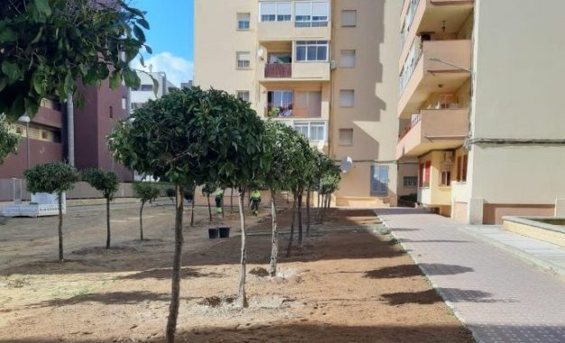 El Ayuntamiento trasplanta 26 naranjos desde la Plaza de Toros a los pisos militares tras el inicio de las obras del proyecto “La Línea Amable”