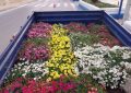 Parques y Jardines inicia la colocación de flores en los maceteros de distintos puntos de la ciudad