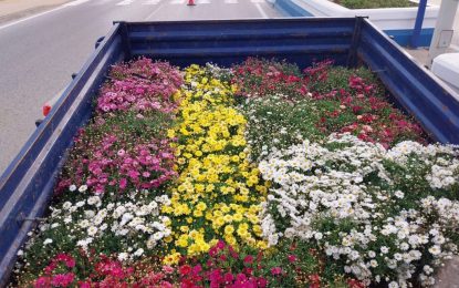 Parques y Jardines inicia la colocación de flores en los maceteros de distintos puntos de la ciudad
