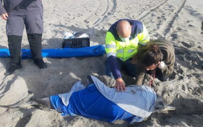 Varamiento de un delfín listado en la playa de Levante de la Línea de la Concepción