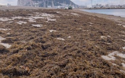 Playas retira más de 15.000 kilos de algas de la zona de Poniente tras la incidencia registrada por el último temporal