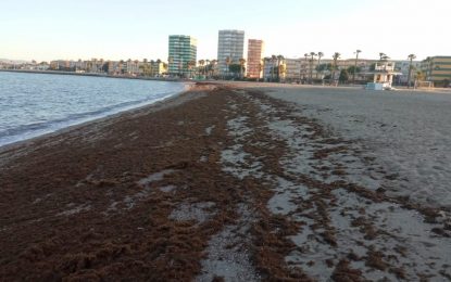 Operarios de Playas acometen la limpieza de Poniente ante una nueva acumulación de algas