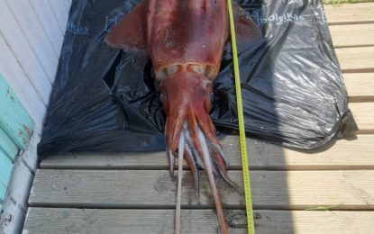 Encuentran muerto un calamar de metro y medio en Poniente