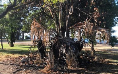 Silva condena el acto vandálico de la quema de dos palmeras en el parque del paseo marítimo de Palmones