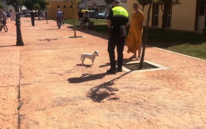 Policía Local comprueba la presencia de muchos animales sueltos en las vías públicas incumpliendo la ordenanza aprobada a tal efecto