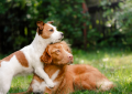 El seguro obligatorio de RC para perros se retrasa por falta de reglamento