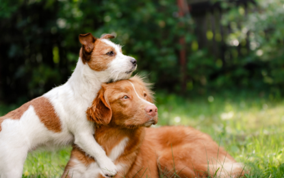 El seguro obligatorio de RC para perros se retrasa por falta de reglamento