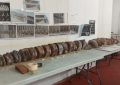 El esqueleto de la ballena “Galadriel” continua en su proceso de reconstrucción y montaje