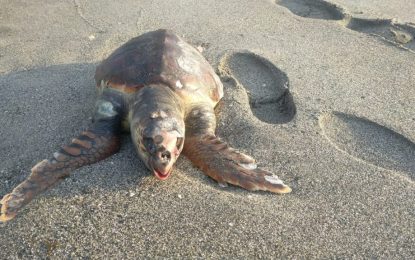 Playas confirma la aparición de nuevas especies de tortugas en el litoral de levante