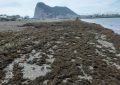Playas retira 10 toneladas de algas invasoras del litoral de Poniente