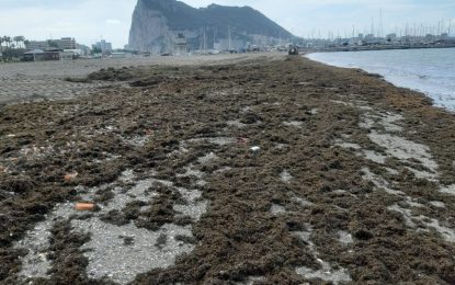 Playas retira 10 toneladas de algas invasoras del litoral de Poniente