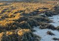 Playas acomete la retirada de algas en Poniente