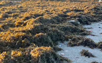 Playas acomete la retirada de algas en Poniente