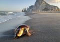 Playas ha retirado 135.000 kilos de algas de la costa en lo que va de año