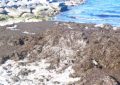 175.000 kilos de algas invasoras se han recogido desde principios de año por la delegación de Playas