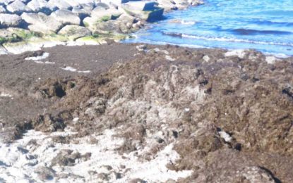 175.000 kilos de algas invasoras se han recogido desde principios de año por la delegación de Playas